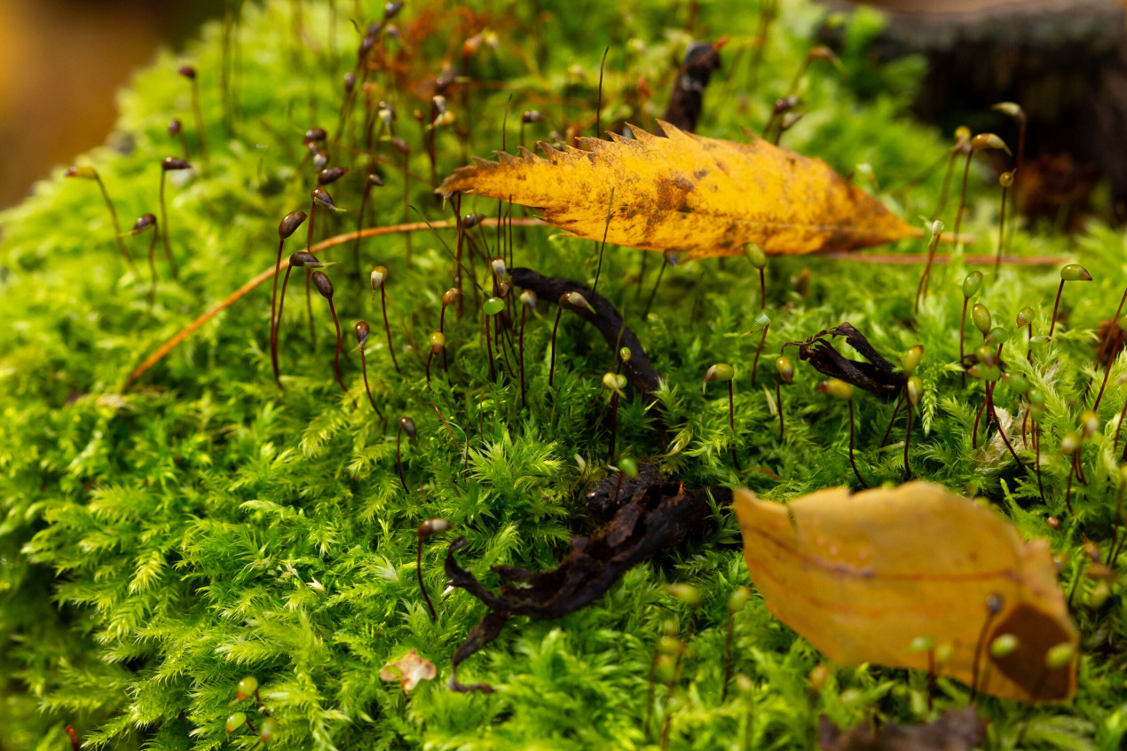 Мох Васюганских болот. Фото:  Дарья Афонасова, участник конкурса РГО «Самая красивая страна»