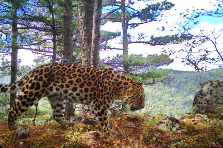 Дальневосточному леопарду скоро выделят новые территории. Фото: ФГБУ 