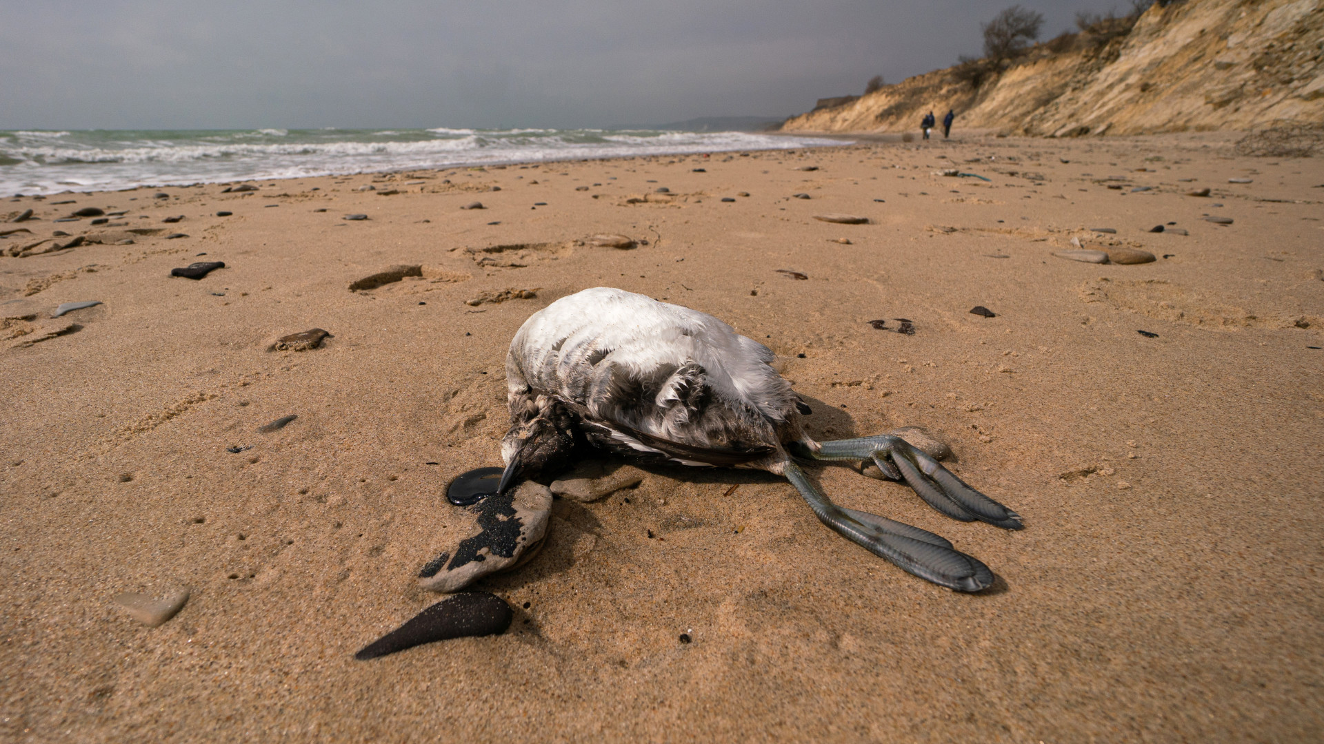 Экологическая катастрофа на Черном море. Фото: Анна Юргенсон / пресс-служба РГО