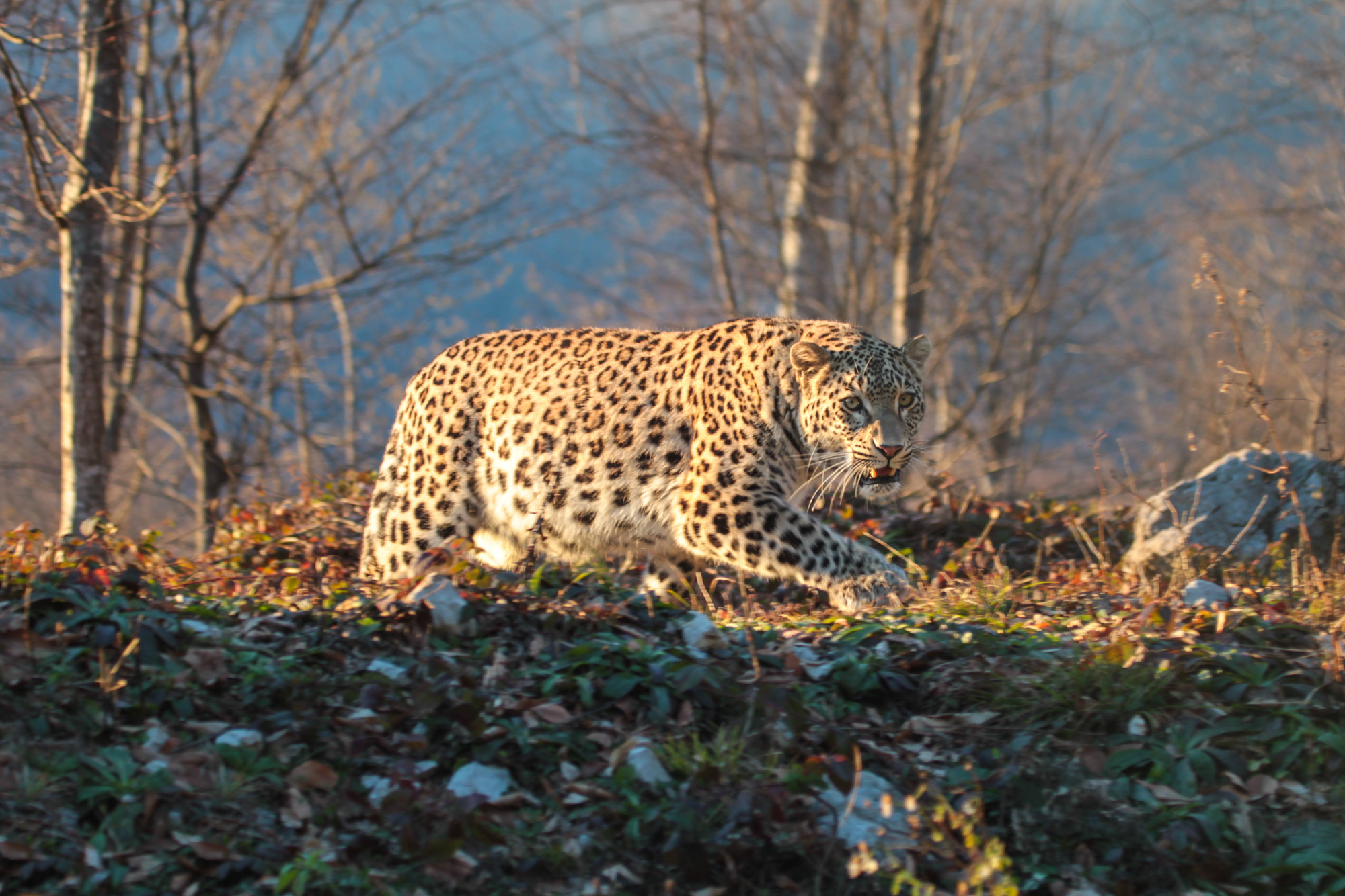 Самец Ахун. Фото: Умар Семёнов