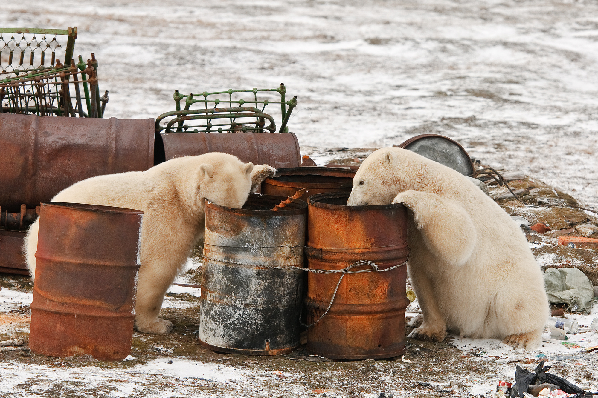 Очистка Арктики. Фото: Сергей Горшков