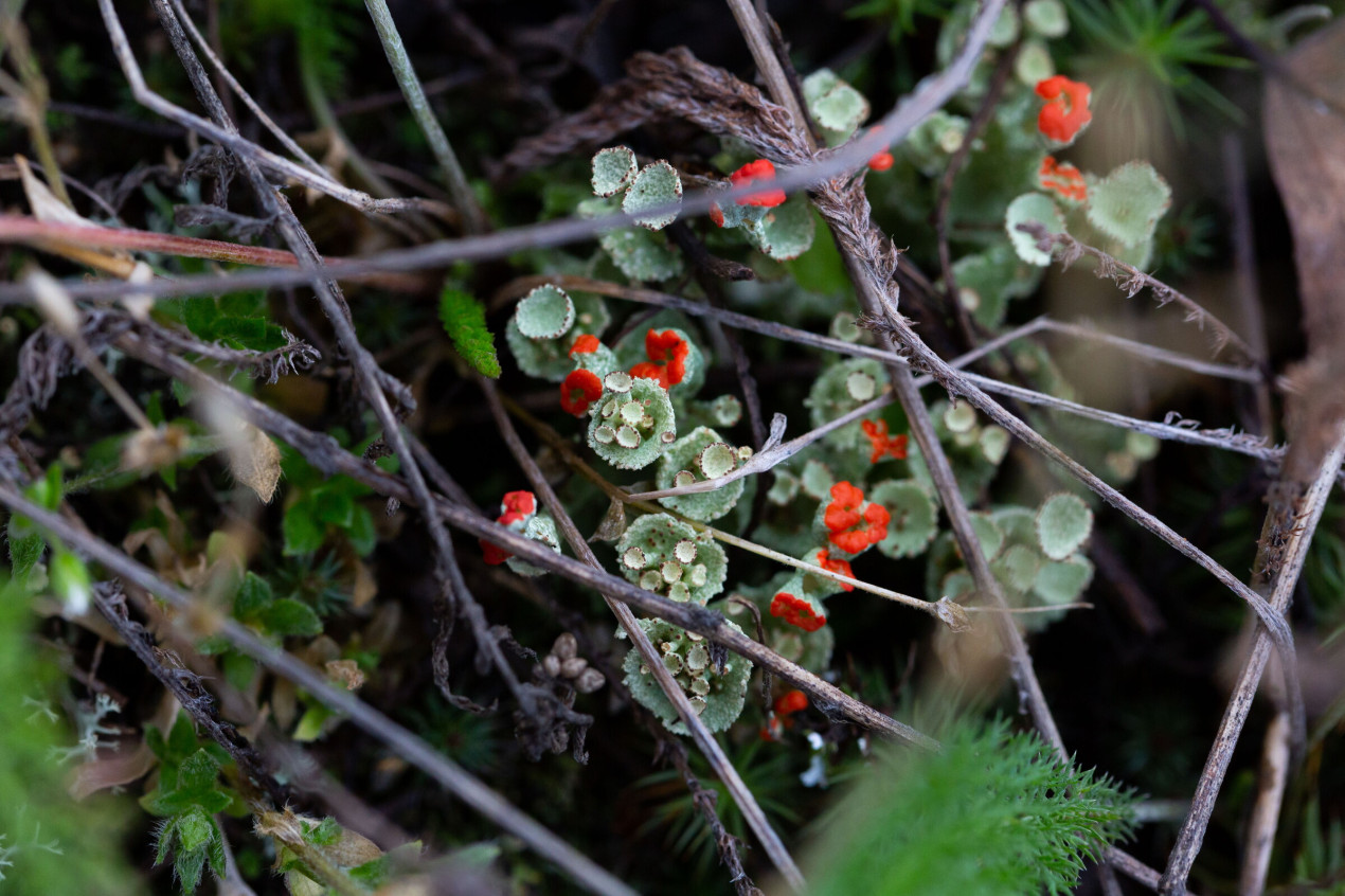 Болотная герань на Васюганских болотах. Фото:  Дарья Афонасова, участник конкурса РГО «Самая красивая страна»