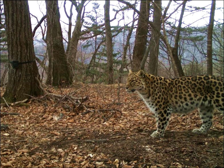 Дальневосточный леопард. Снимок сделан фотоловушкой. Фото предоставлено ФГБУ ''Земля леопарда''