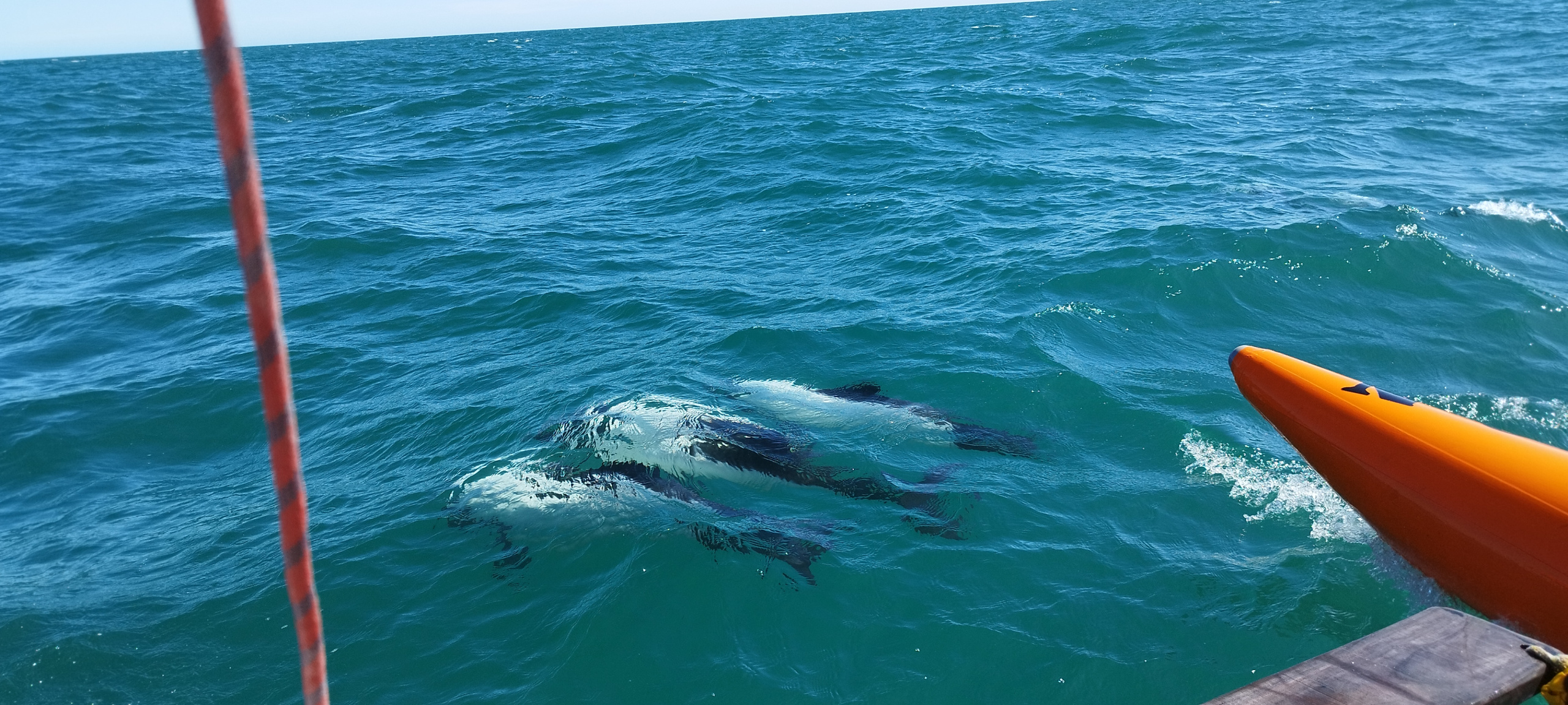 Стая дельфинов подошла к тримарану. Фото участников кругосветной экспедиции РГО