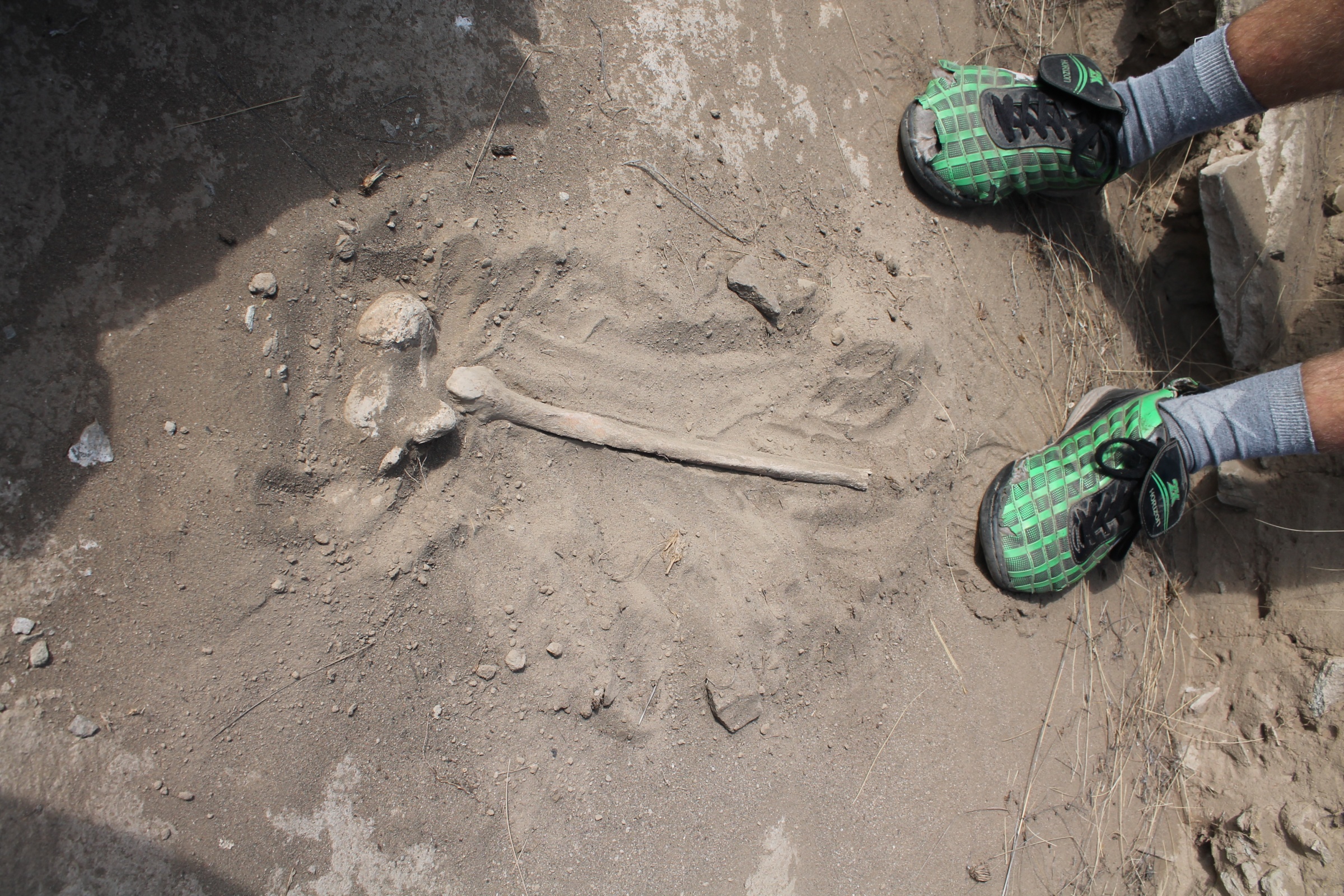 Выход кости из погребения на поверхность кургана. Фото: Евгения Дудинова