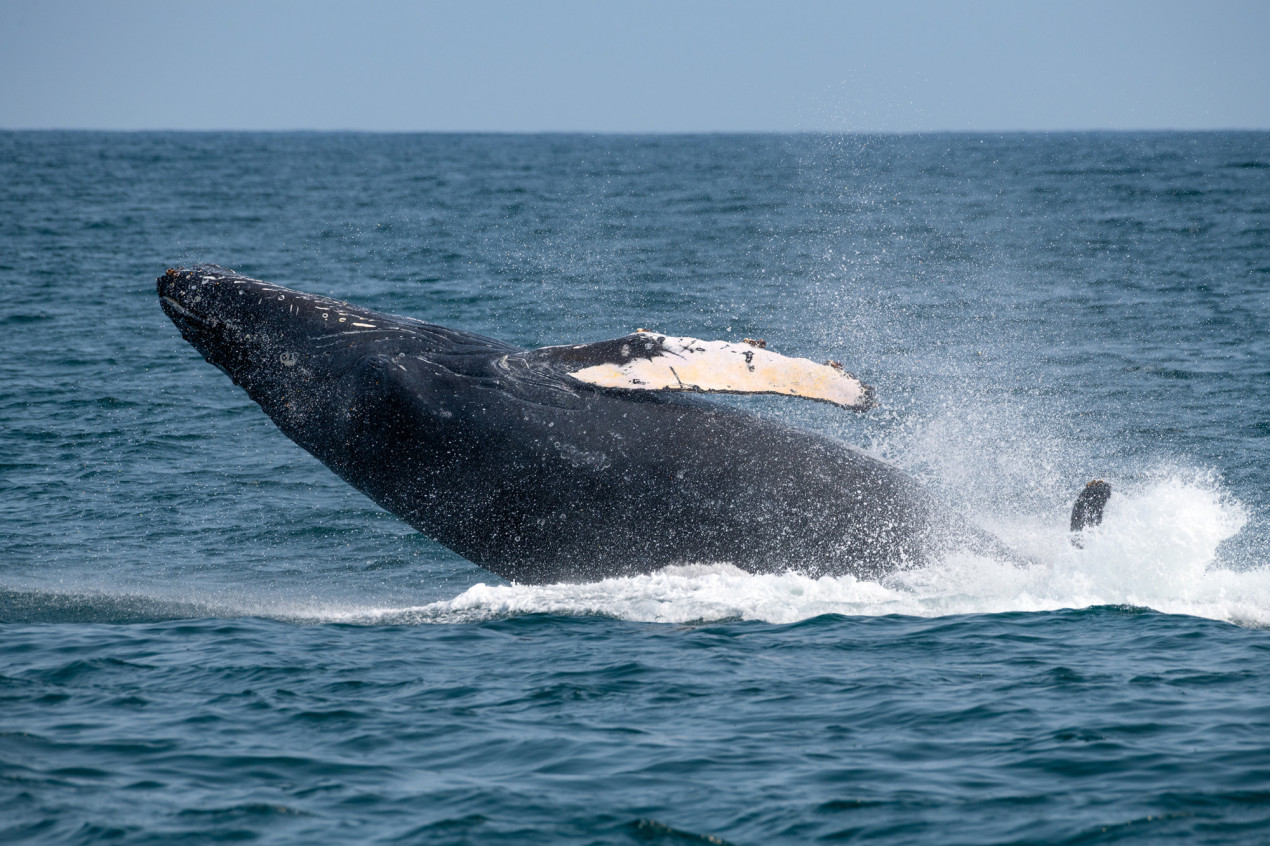 Прыжок горбатого кита на Камчатке. Фото: Светлана Казина, участница конкурса РГО 