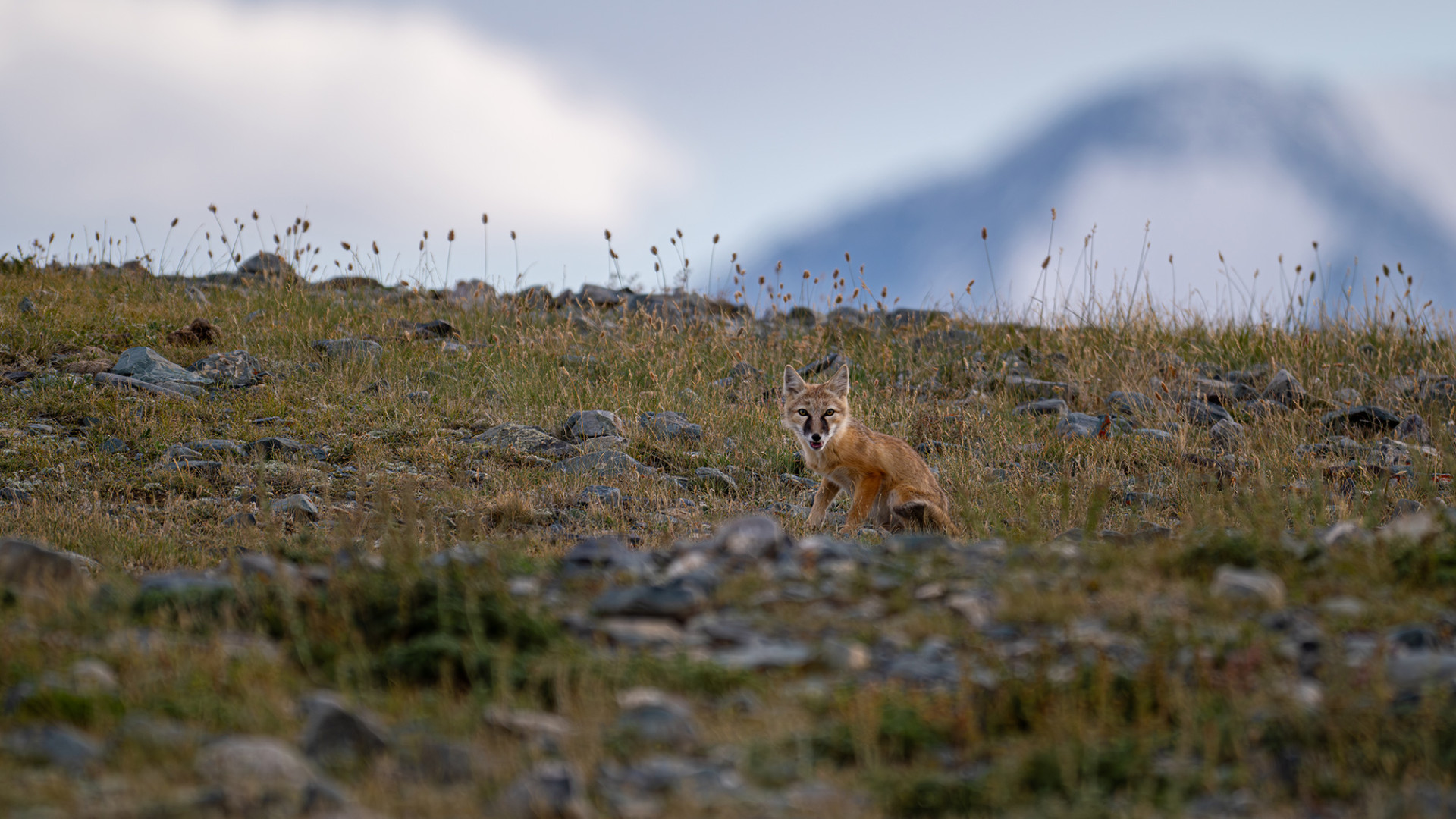 Корсак. Фото: Дарья Остапенко