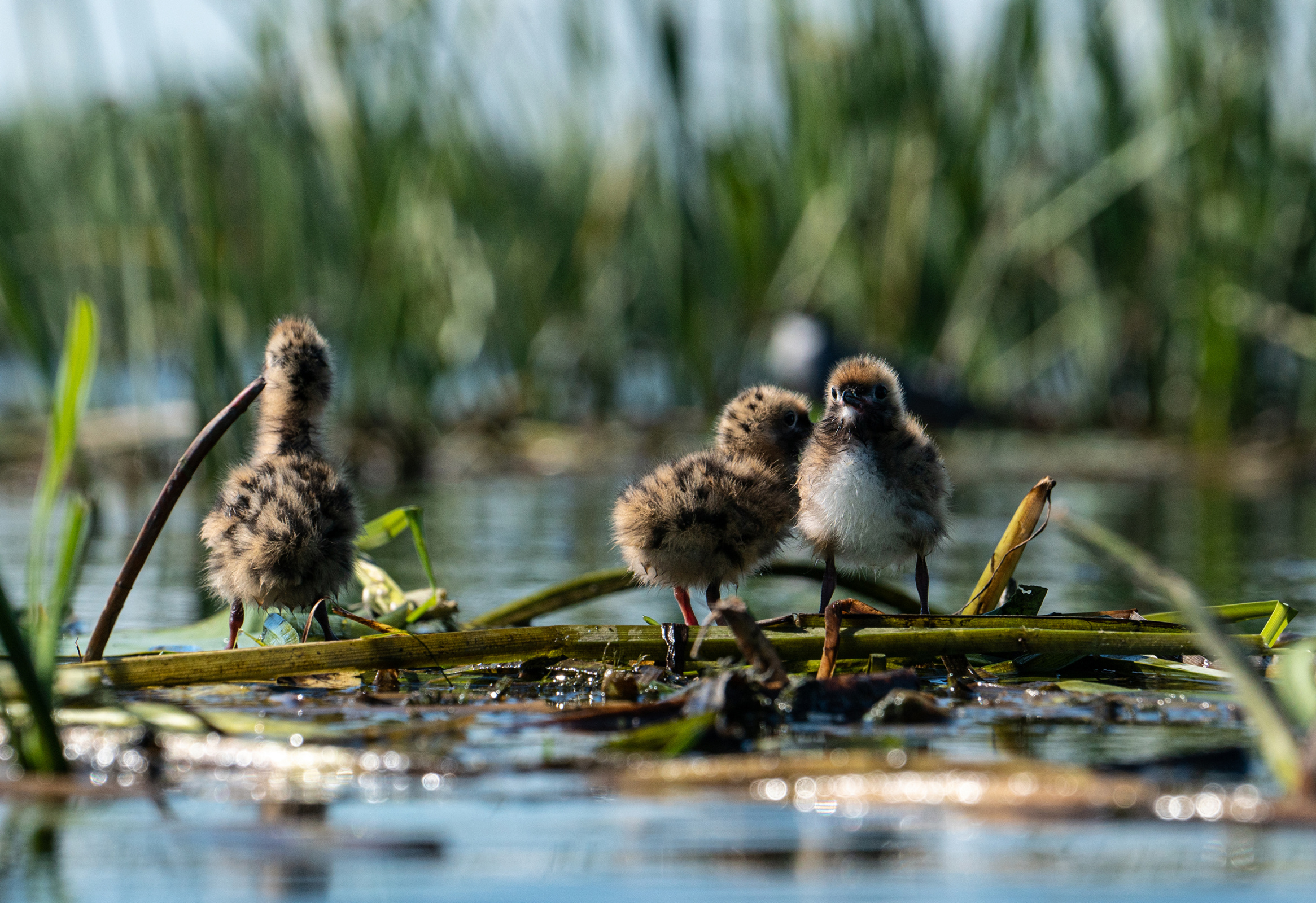 До создания Астраханского заповедника птиц в дельте Волги нещадно убивали. Фото: Андрей Каменев