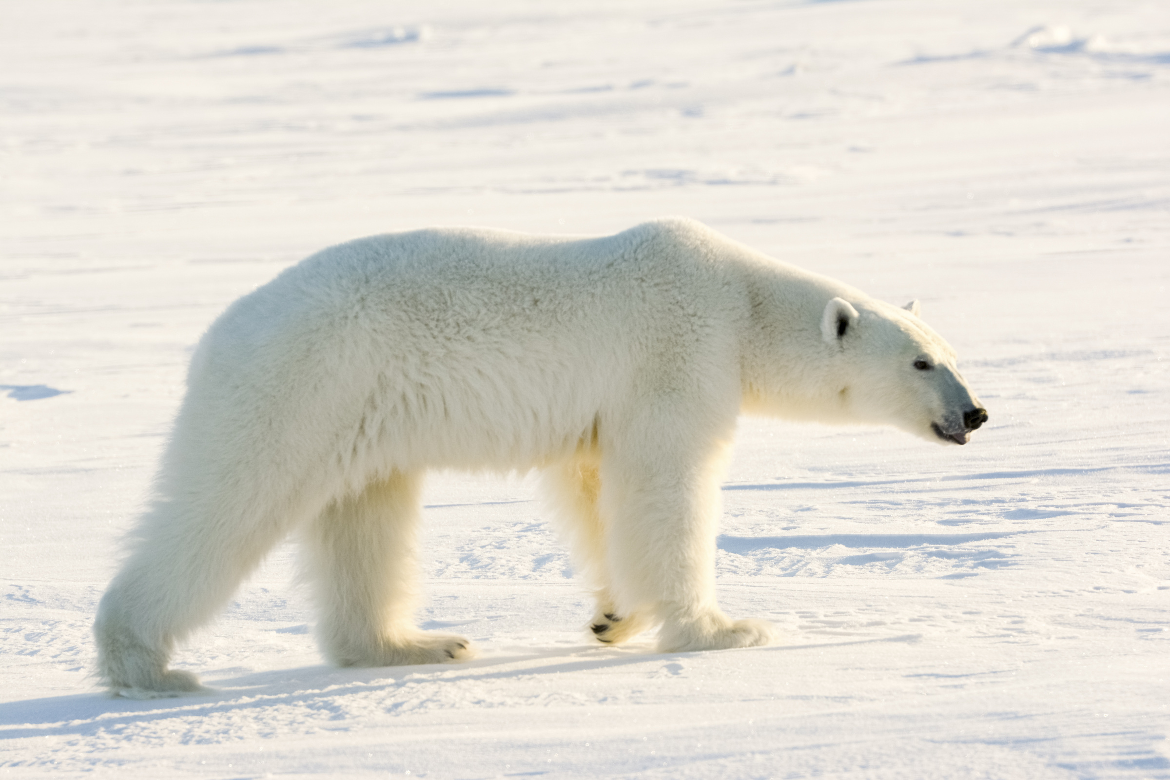 Запахи человеческого жилья белый медведь может учуять за 2 - 3 км. Фото из фотоархива ИПЭЭ РАН.