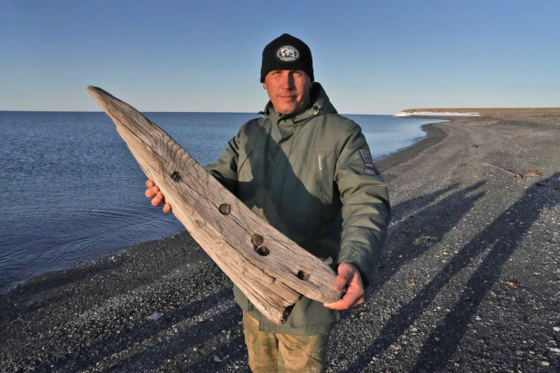 Expedition leader Sergei Zinchenko with a found fragment of the ship's hull. The type of wood (oak) and the characteristic fastening elements most likely indicate that it is part of Barentsz’s vessel. Photo: Leonid Kruglov