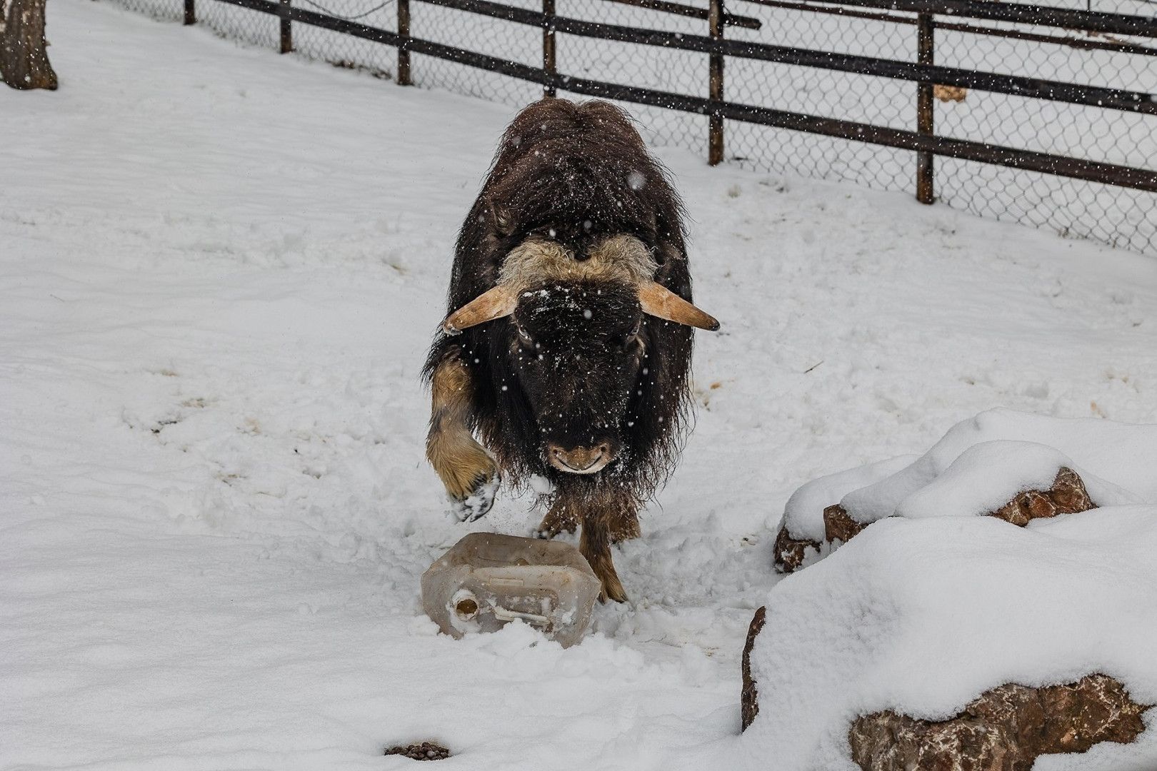 Снег — хороший подарок Алане ко дню рождения. Фото: Олег Чипура / парк «Роев ручей»