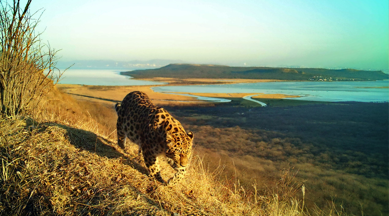 Леопард на фоне Владивостока. Фото: Виктор Сторожук, участник конкурса РГО «Самая красивая страна»