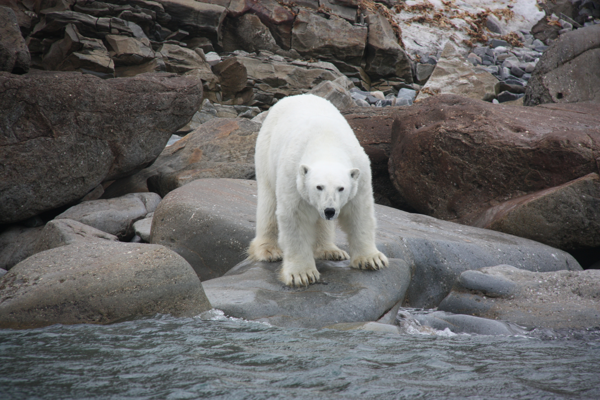 Белый медведь на мысе Желания на Новой Земле. Фото из фотоархива ИПЭЭ РАН.
