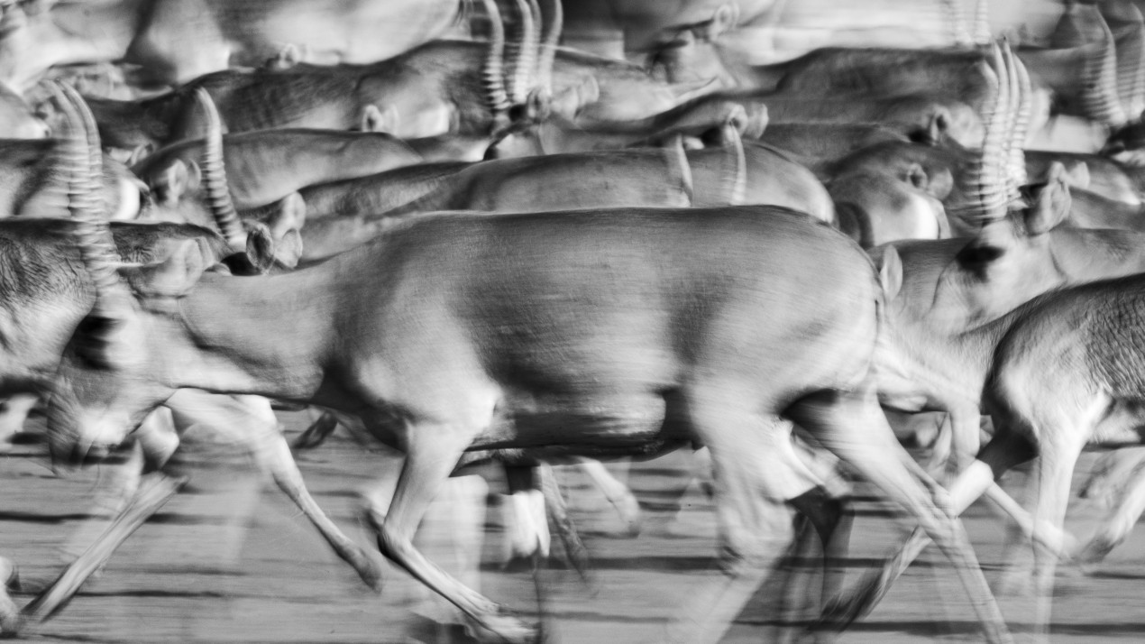 «Осторожно, дикие животные». Фото: Павел Чеканов, участник фотоконкурса РГО «Самая красивая страна»