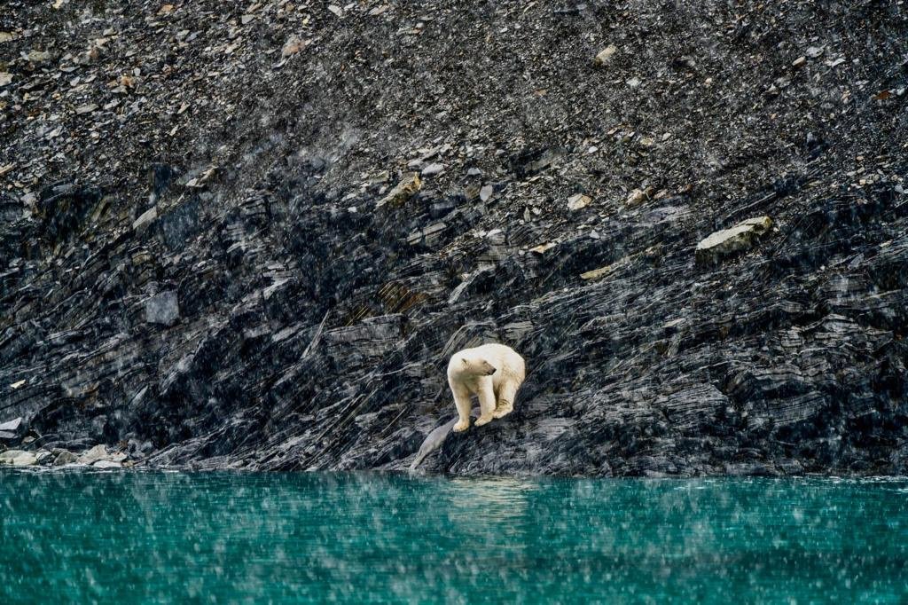 Белый медведь на острове Врангеля. Фото: Леонид Круглов