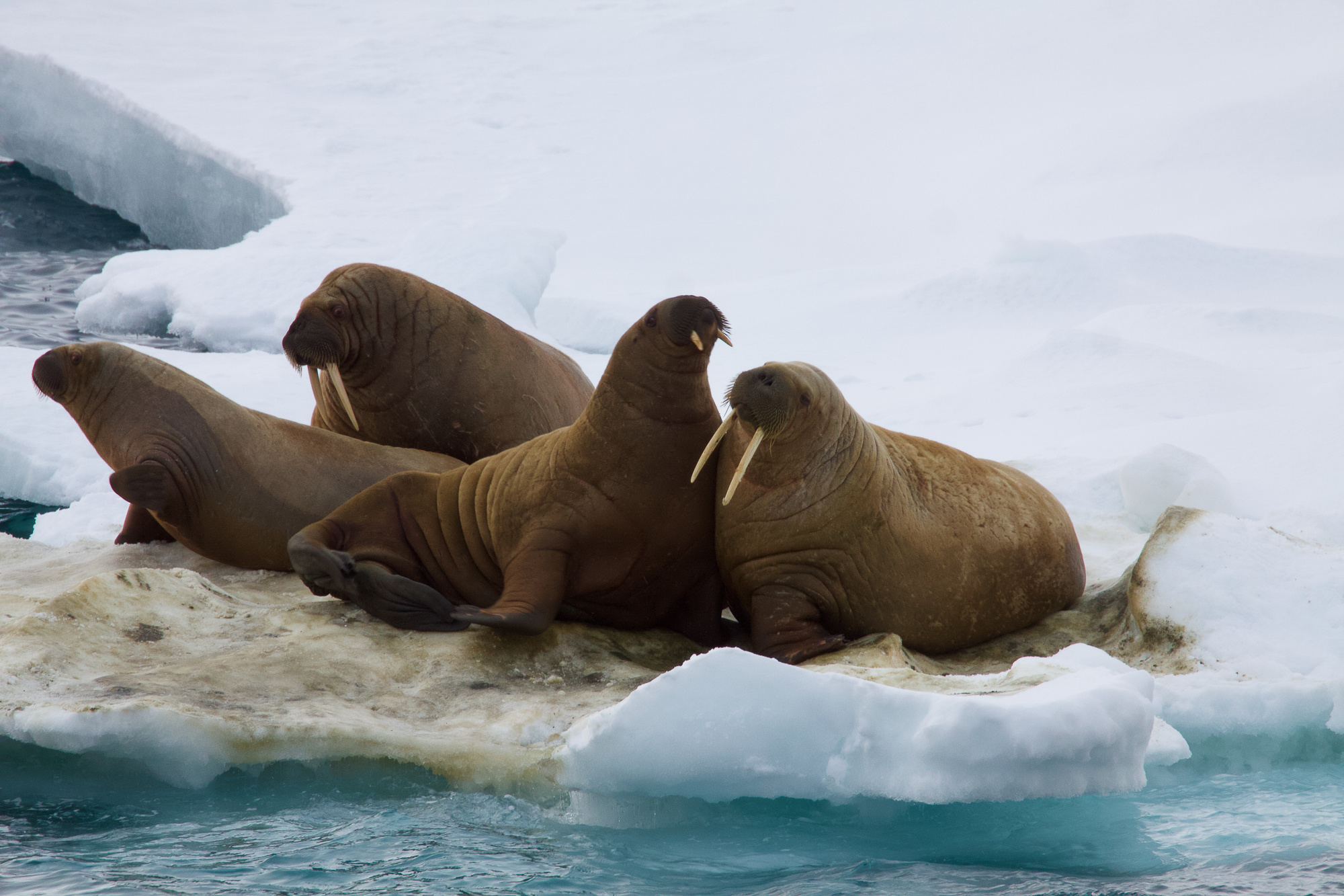 Моржи на льдине. Фото: Леонид Круглов