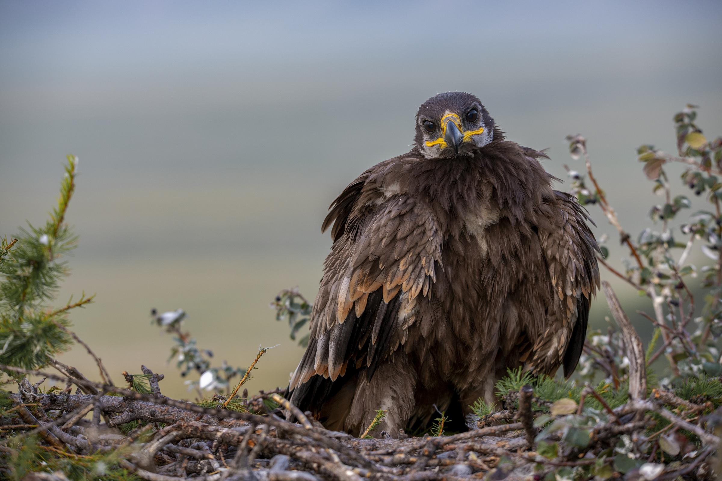Птенец степного орла. Фото: Александр Макеев, участник фотоконкурса РГО 