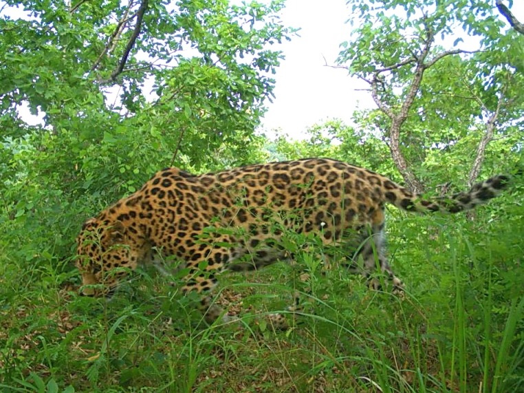 Один из безымянных леопардов - самец Le0 34M