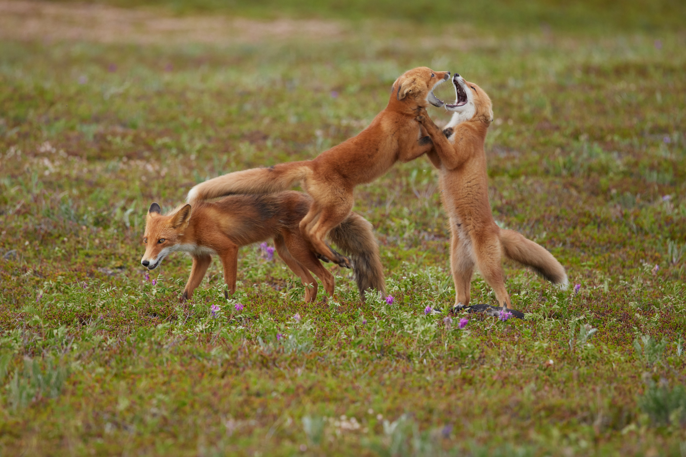 Жизнь камчатских лис непроста. Фото: Дмитрий Шпиленок