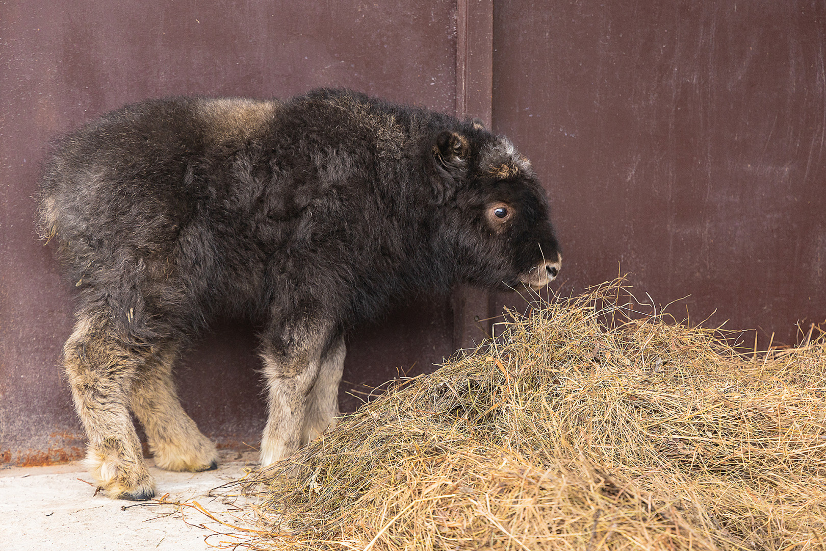Маленькая Алана. Фото: Олег Чипура / парк «Роев ручей»