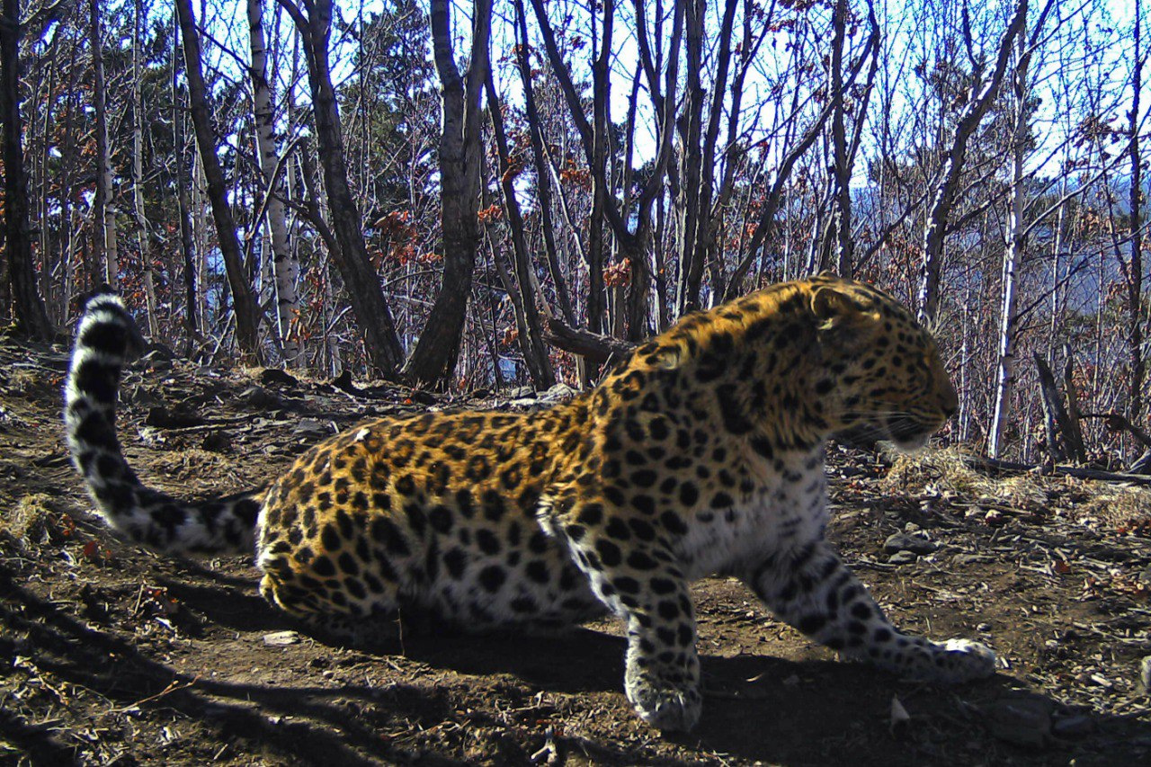 Взрослый дальневосточный леопард. Снимок фотоловушки национального парка 