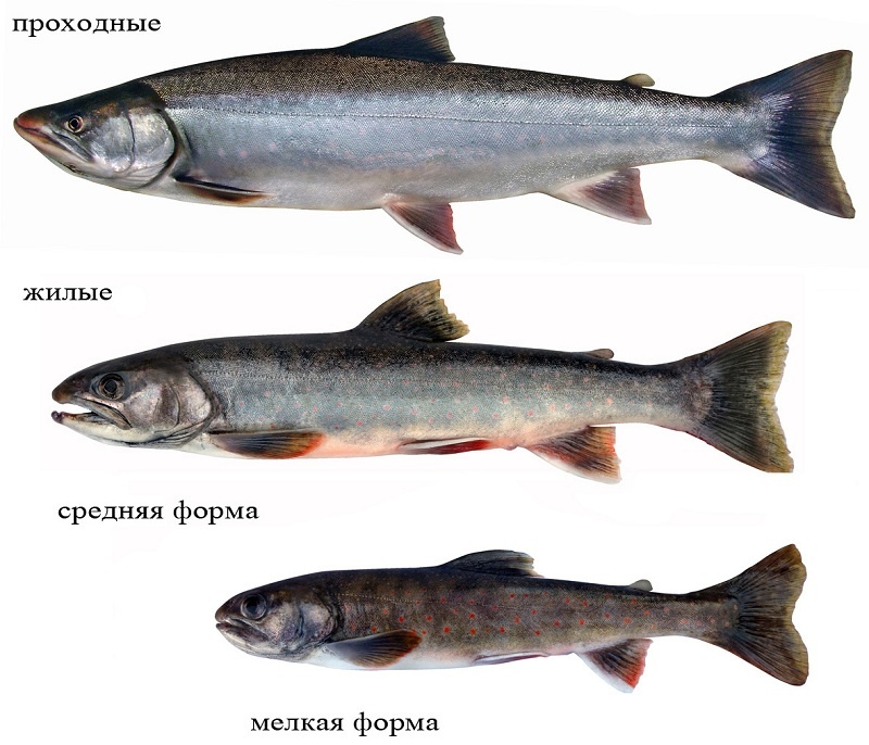 Гольцы Курильского озера