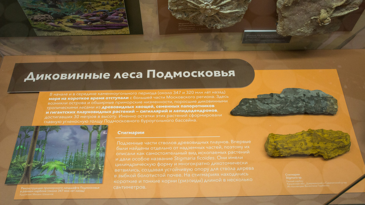Как появился каменный уголь в России. Фото предоставлено Биологическим музеем им. К. А. Тимирязева