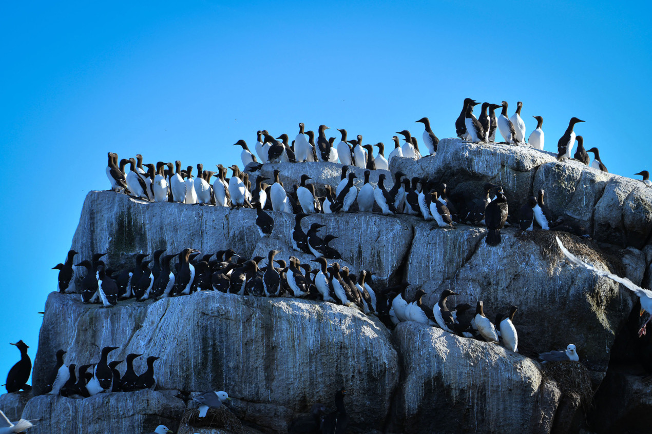 Вершина острова Арий Камень. Фото: Наталья Поспелова, участница конкурса РГО 