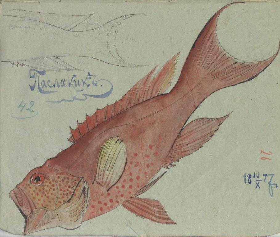 Рыба с туземным названием паслакик, Новая Гвинея. Рисунок Н.Н.Миклухо-Маклая. Фото: Научный архив РГО