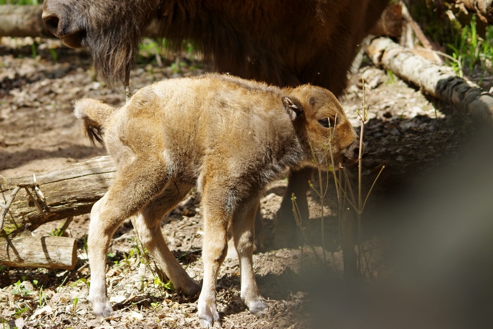 Новорожденный зубренок. Фото предоставлено национальным парком \
