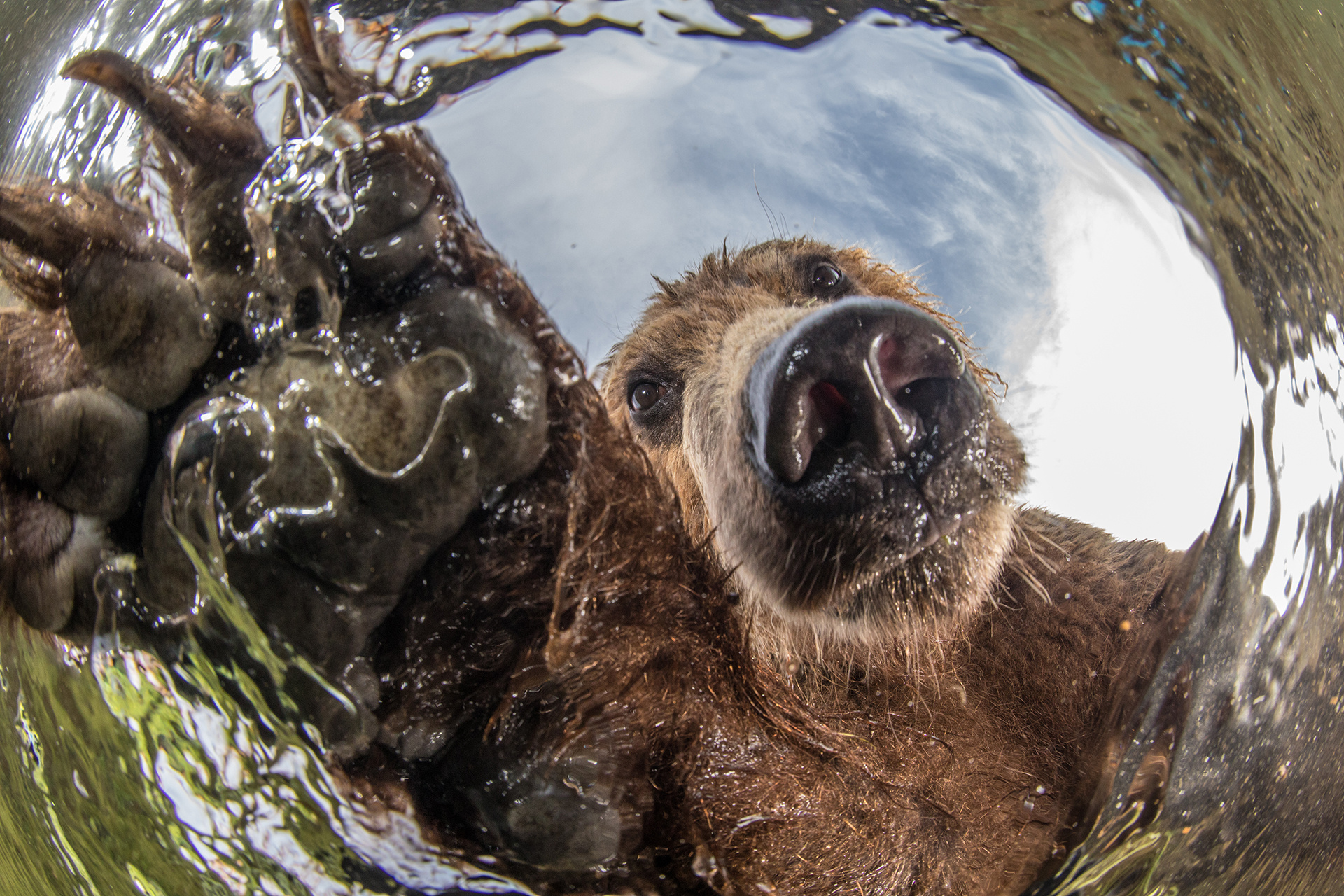 Медвежья охота. Фото: Михаил Коростелёв, участник фотоконкурса РГО 