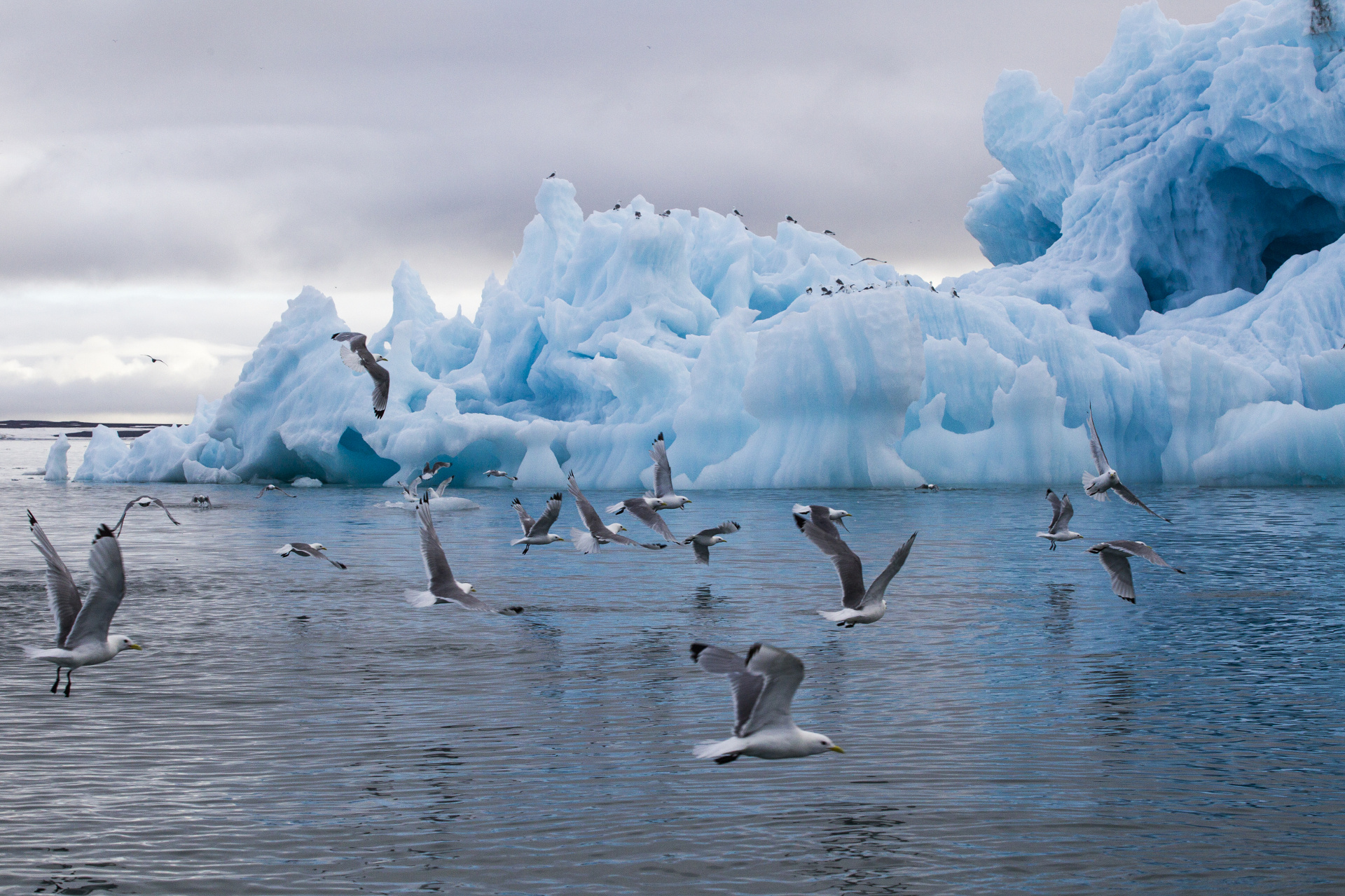 Арктическая синь. Фото: Вера Костамо