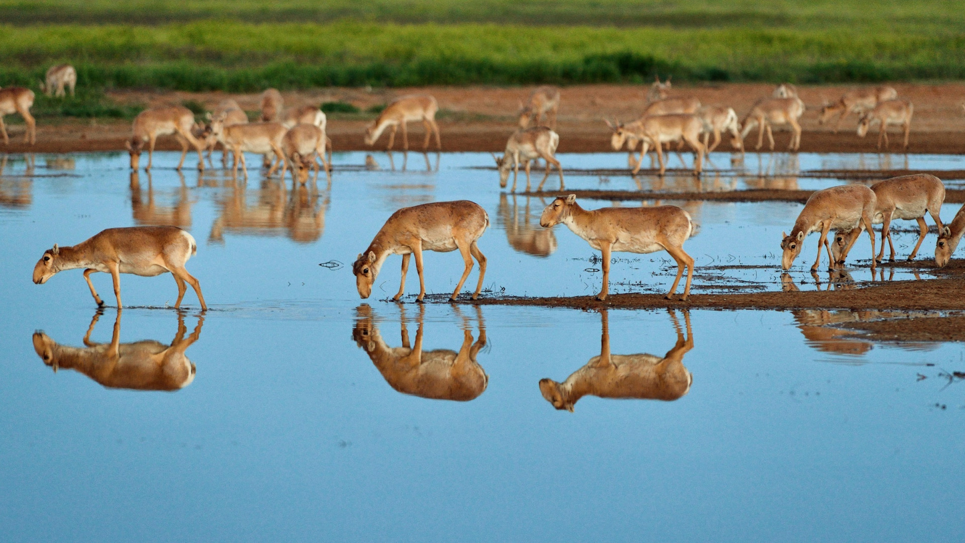 The saiga belongs to the category of endangered species since 2002. Photo: Igor Shpilenok