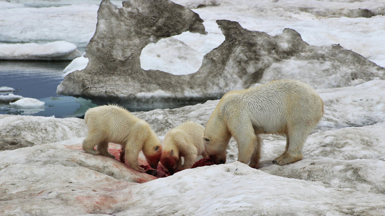 Медведи успешные охотники. Фото: Анна Астафурова, участник конкурса РГО «Самая красивая страна»