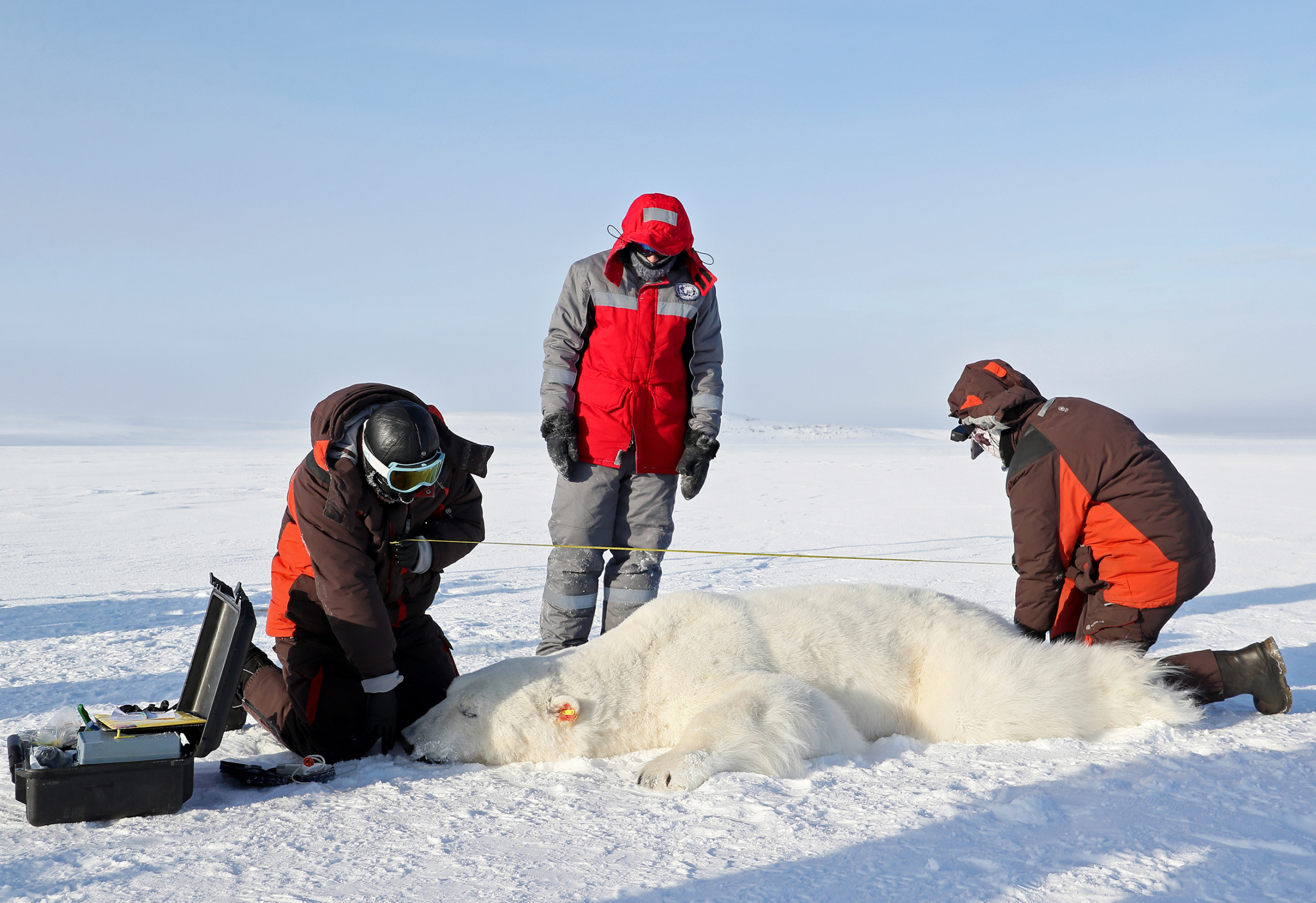 Учёные подчеркивают, что все исследования белых медведей проводятся самым гуманным способом. Фото: Гавриил Григоров