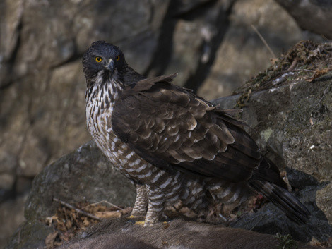 The hawk-eagle. Author: Sergey Gorshkov