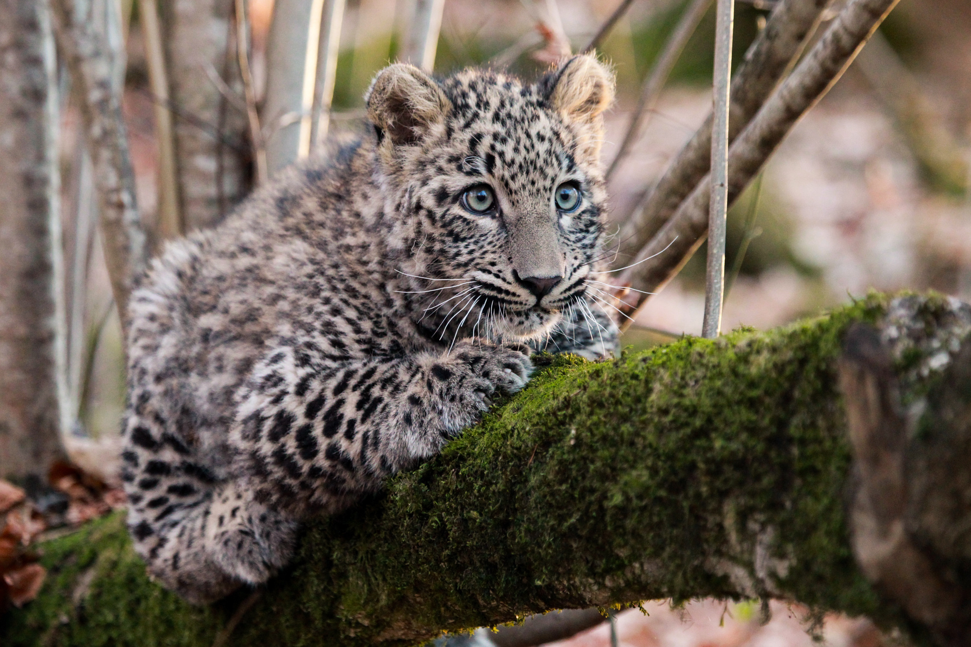 Зоологический форум / Леопард, пантера, или барс (Panthera pardus) 2