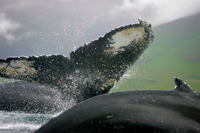 Горбатый кит, о. Беринга, 2005 г. Фото: Александр Бурдин