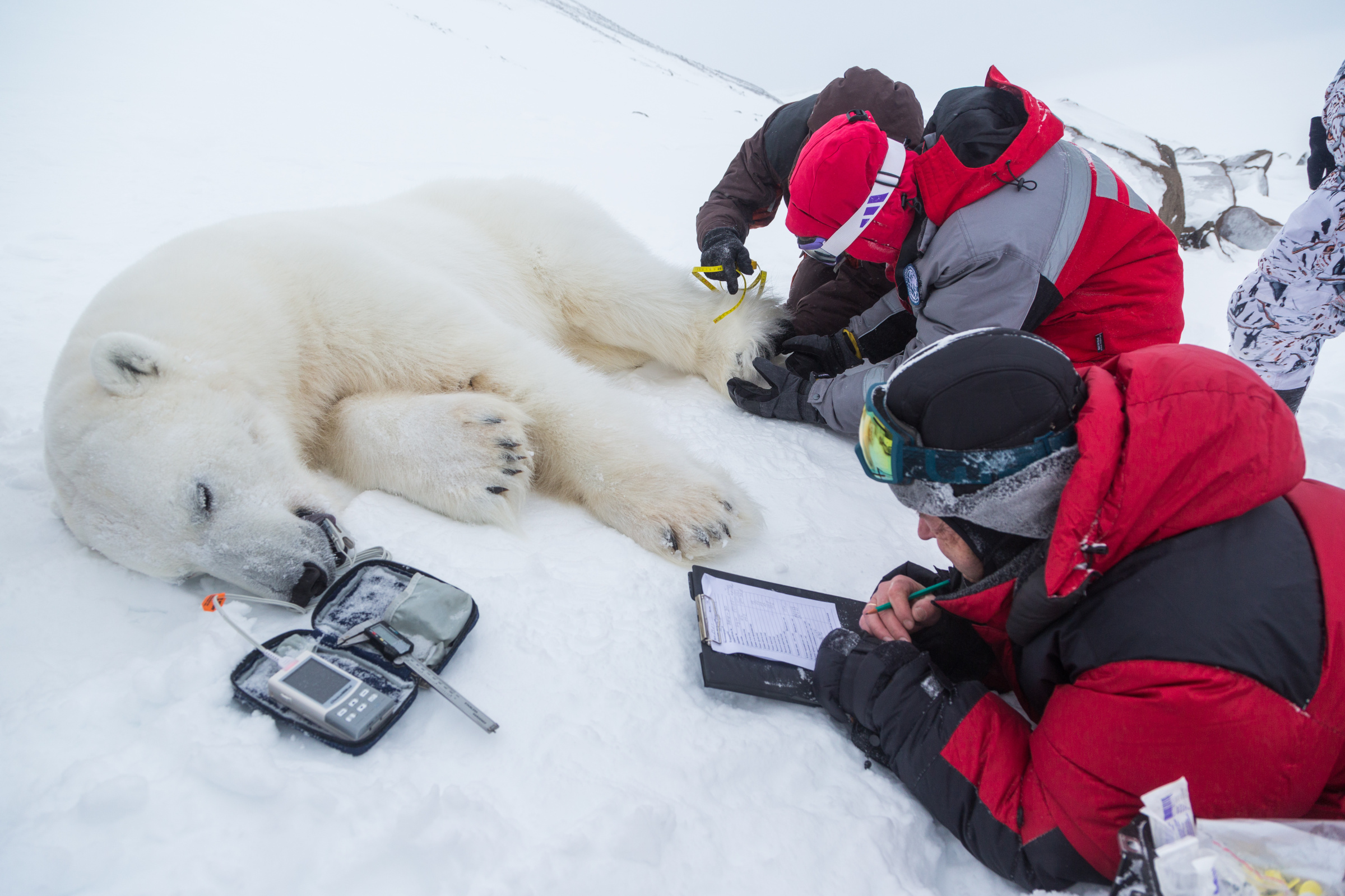 Учёные проводят исследование белого медведя. Фото: Николай Гернет