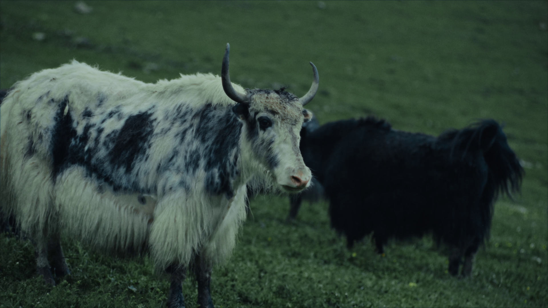 Яки. Фото предоставлено Владимиром Тарасовым