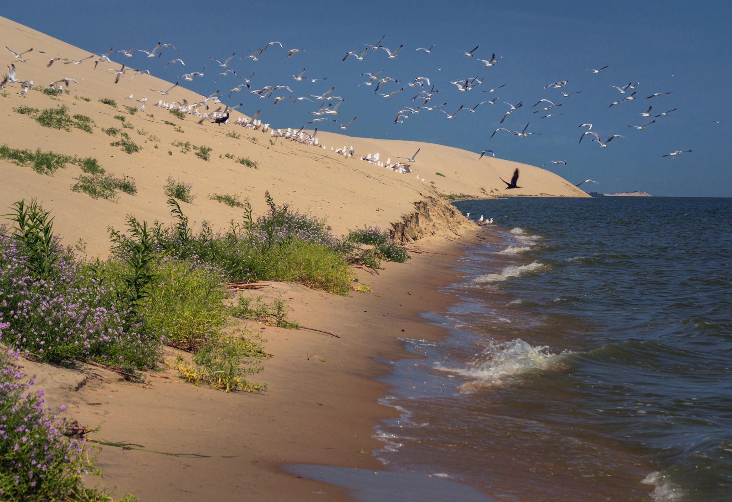 Через косу проходят миграционные пути птиц. Фото: Марина Торгашова