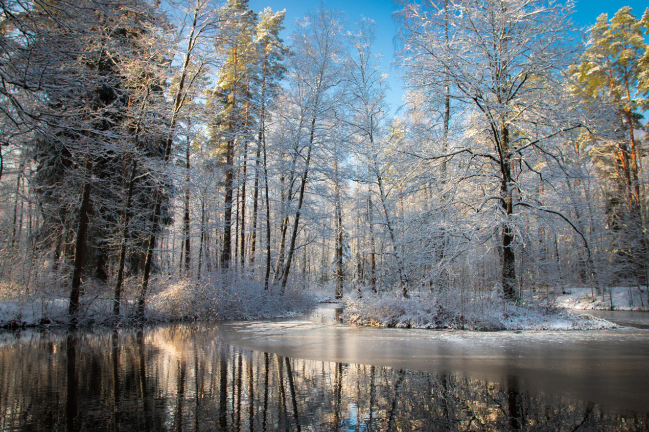 Ленинградская область, экотропа «Комаровский берег». Фото: Инна Леонова, участник конкурса РГО «Самая красивая страна»