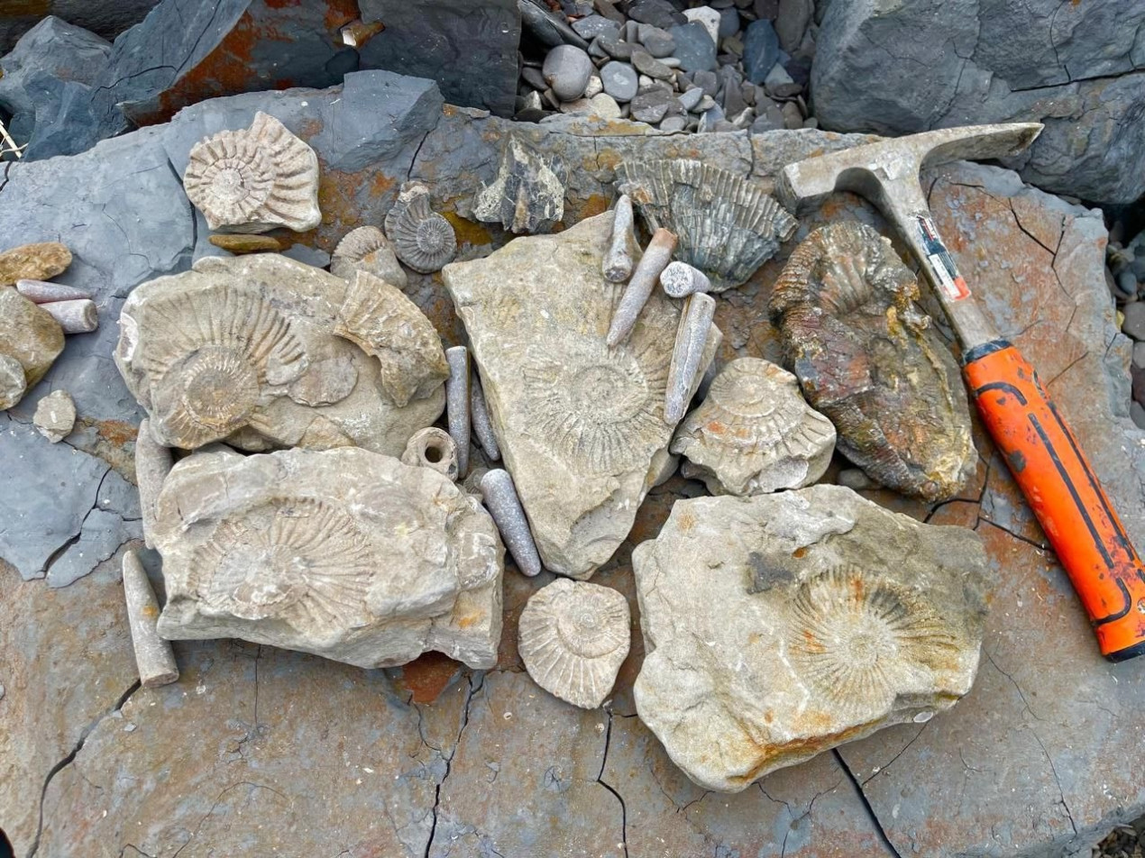 Находки на берегу Волги. Фото: vk.com/paleo_expeditions