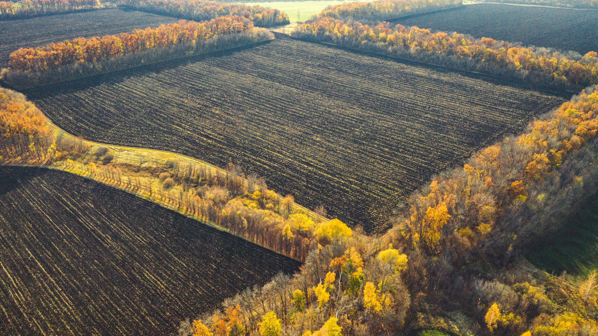 Лесополосы для сохранения чернозема в заказнике «Каменная степь». Фото: Дмитрий Иванов, участник конкурса РГО «Самая красивая страна»