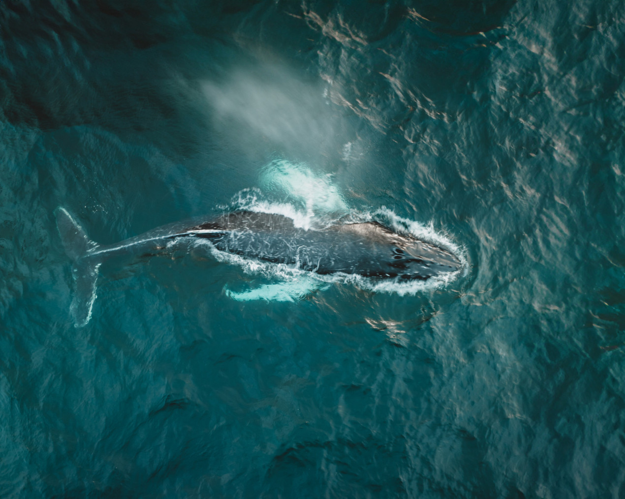 Горбатый кит в Баренцевом море, около Териберки. Фото: Павел Решетов, участник конкурса РГО 