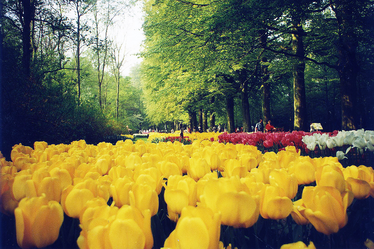 Кёкенхоф. Королевский парк цветов в Нидерландах. Фото: Александр Новиков. 1995