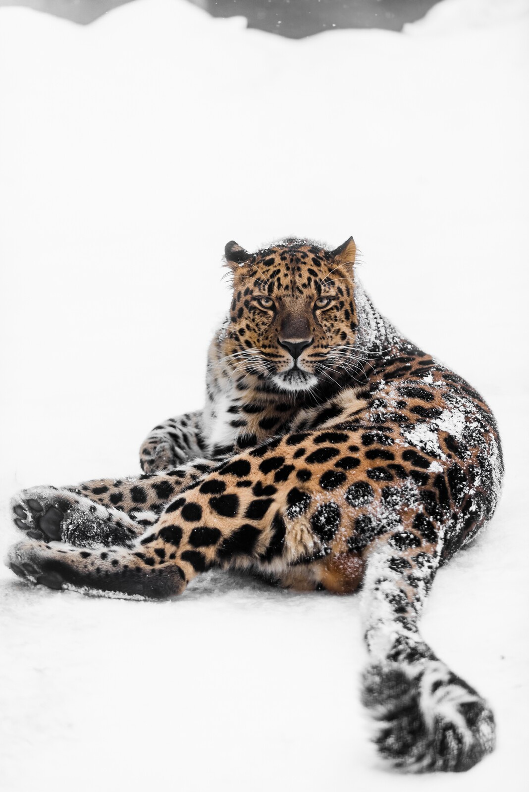 Дальневосточный леопард. Фото: Михаил Колесников, участник конкурса РГО 