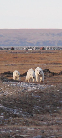 Белые медведи на побережье моря Лаптевых. Фото: Валерий Стемпень