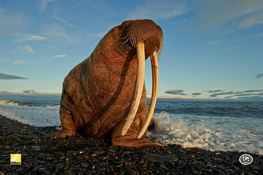 A walrus