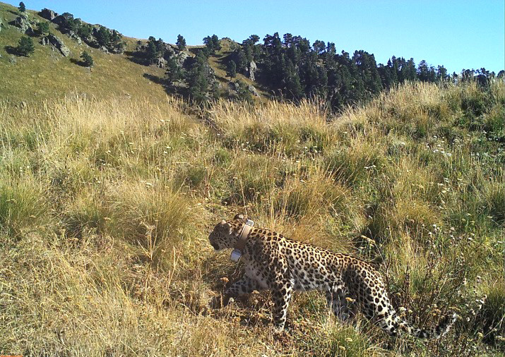 Самец переднеазиатского леопарда Кодор. Фото с фотоловушки Кавказского биосферного заповедника